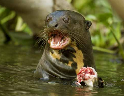 Ariranha Comendo Peixe 