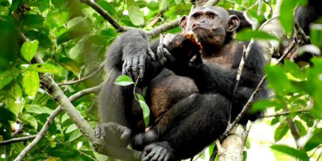 As Características dos Macacos