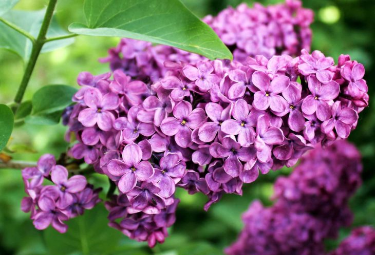Asessippi Lilás (Syringa Vulgaris) – Significado E Imagens Da Flor