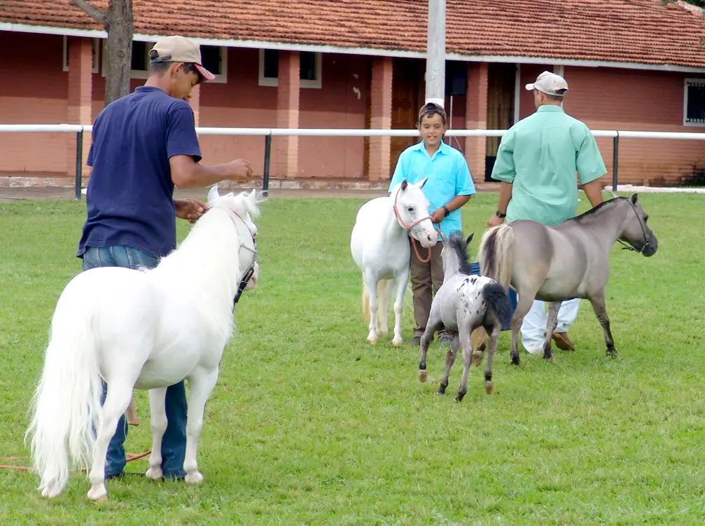 Associação Brasileira dos Criadores do Cavalo Pônei