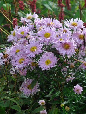 Aster Novi-Belgii