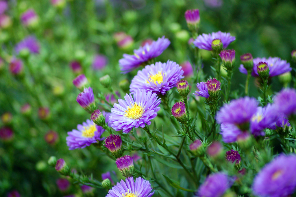 Aster Novi-Belgii