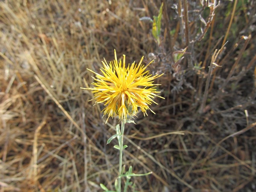 Asteraceae Compositae