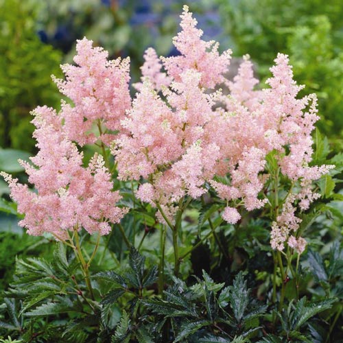 Astilbe Erica