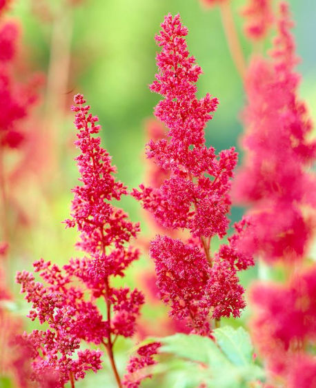 Astilbe Flor Vermelha: Características, Nome Científico e Fotos
