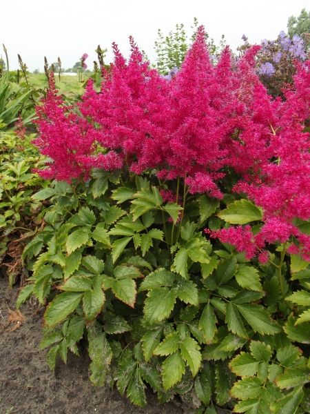 Astilbe Rubi