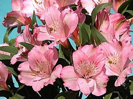 Como Cultivar E Fazer Durar a Flor Astromélia