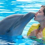 Atração com Golfinhos