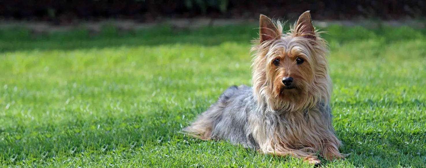 Australian Silky-Haired Terrier