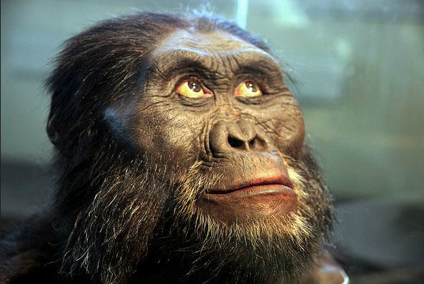 Australopithecines