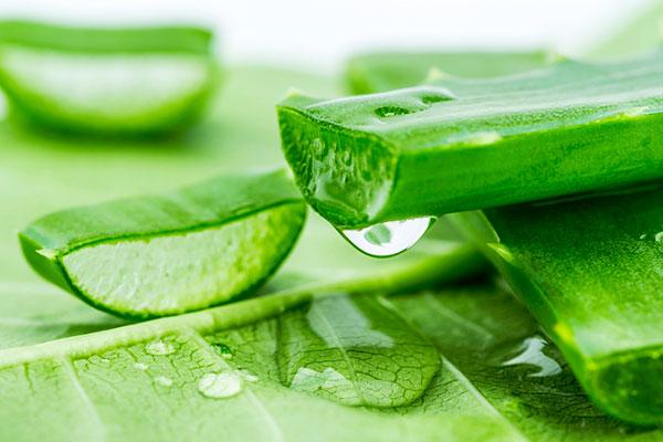 Como Fazer Pílulas de Babosa com Farinha de Trigo?