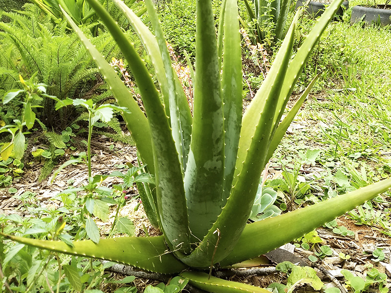 Babosa Plantada na Terra