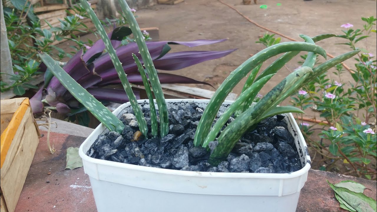 Babosa Plantada no Vaso 