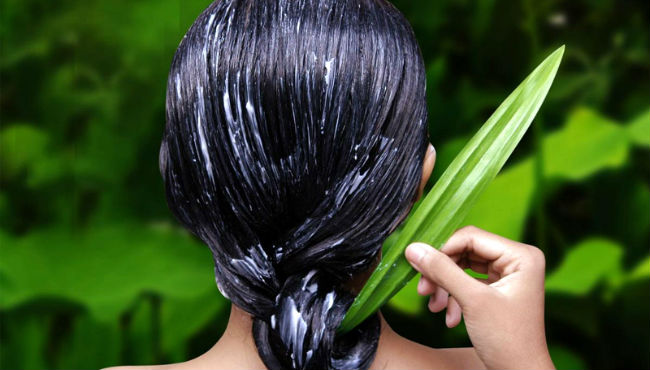 Efeitos da Babosa no Cabelo Antes e Depois com Fotos 