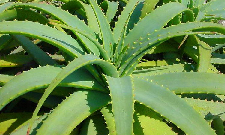 Babosa: Curiosidades e Fatos Interessantes sobre a Planta