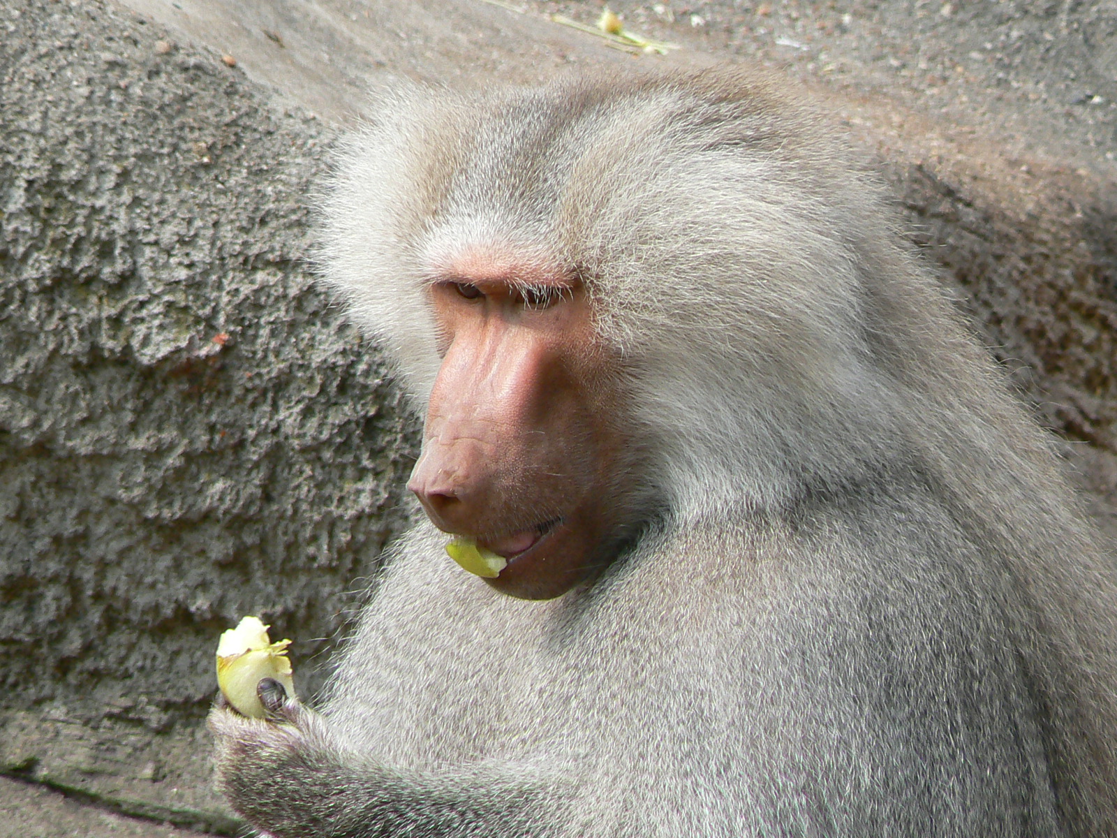 Babuíno Anúbis Comendo