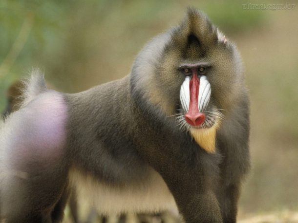 Quais São os Predadores do Babuíno e Seus Inimigos Naturais?