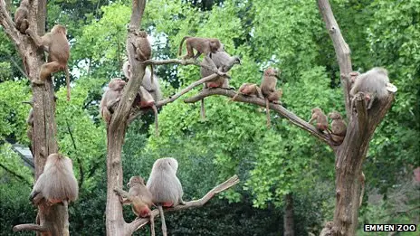 Babuínos Em Árvores da na Savana 