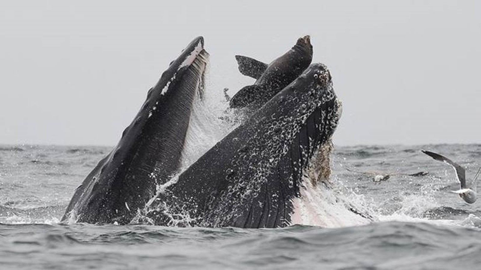 Baleia Atacando Lobo Marinho