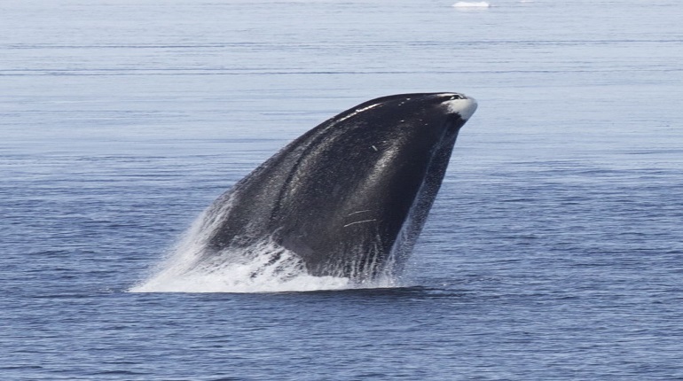 Baleia-da-Groelândia