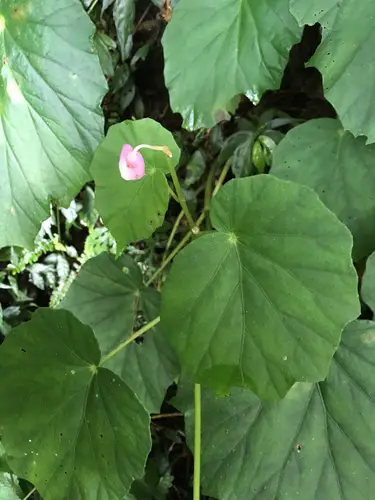 Begonia Abbottii