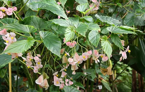 Begonia Altamiroi