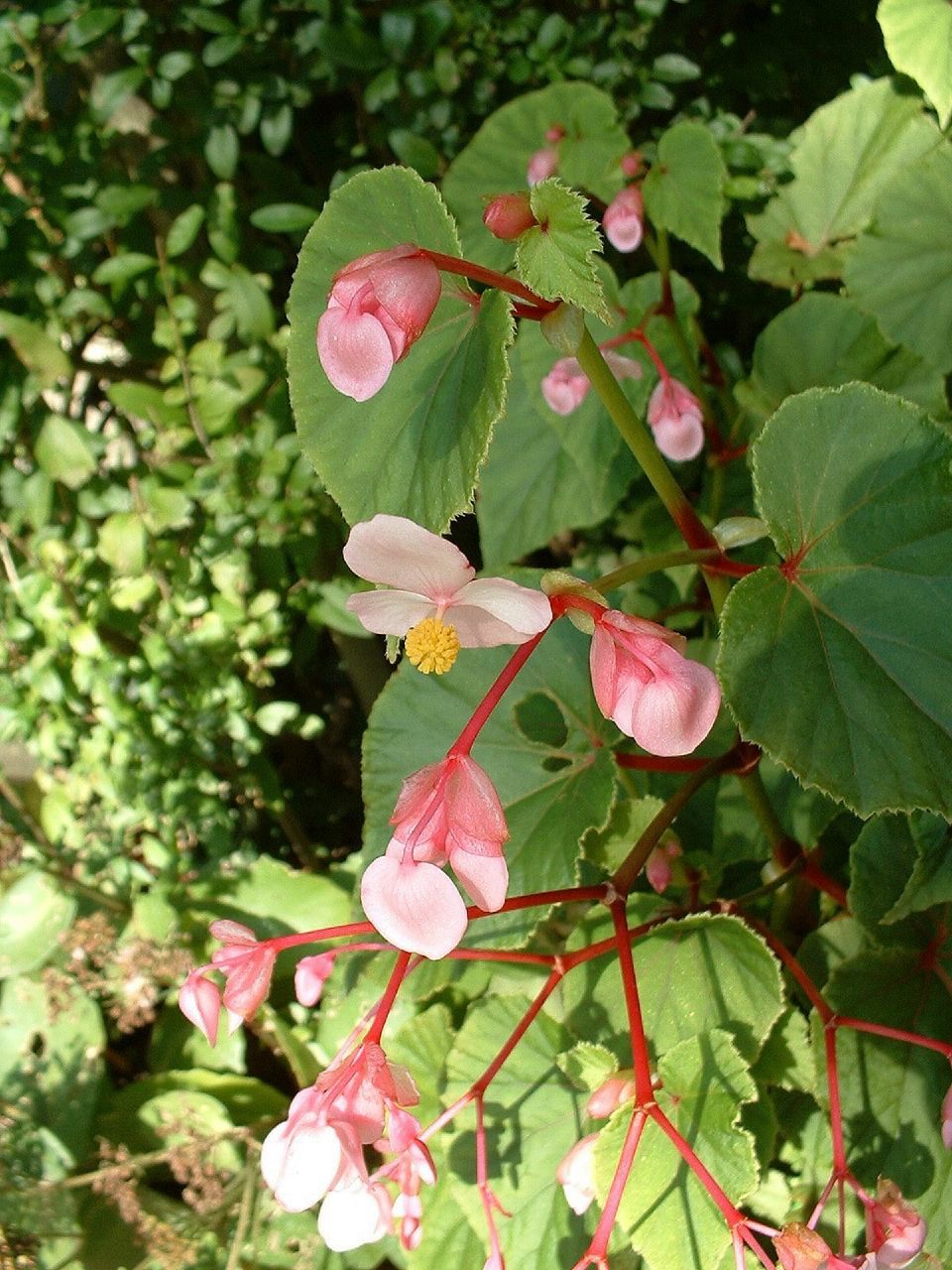 Begonia Baronii