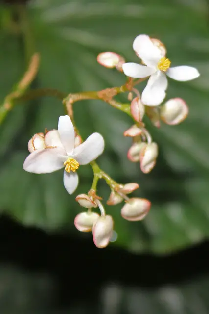 Begonia Brachypoda