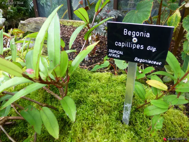 Begonia Capillipes