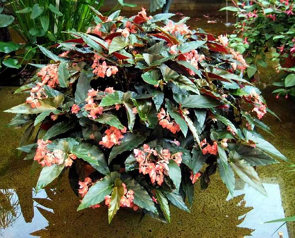 Begonia Coccinea