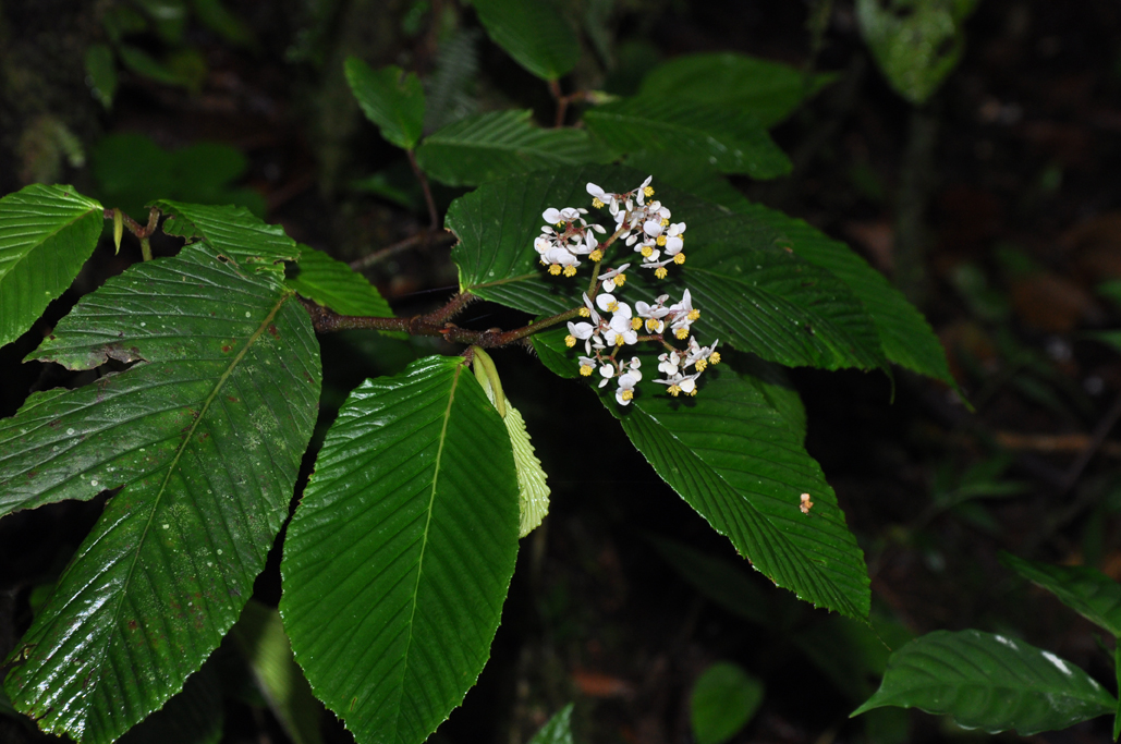 Begonia Convallariodora