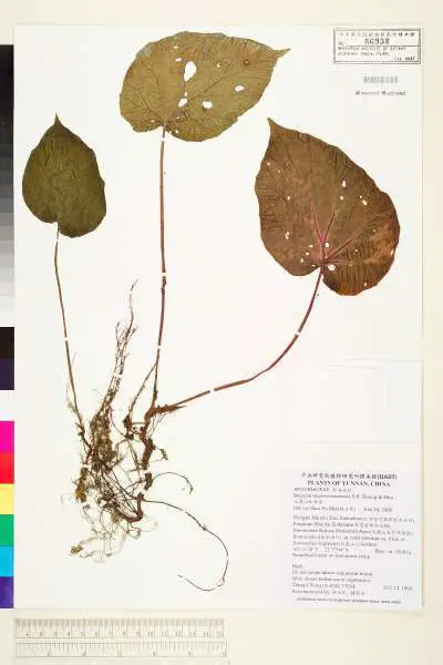 Begonia Daweishanensis