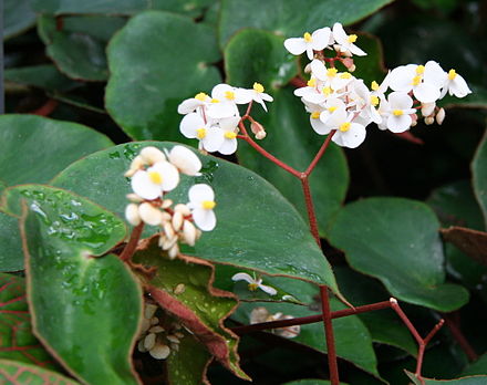 Begonia Dux