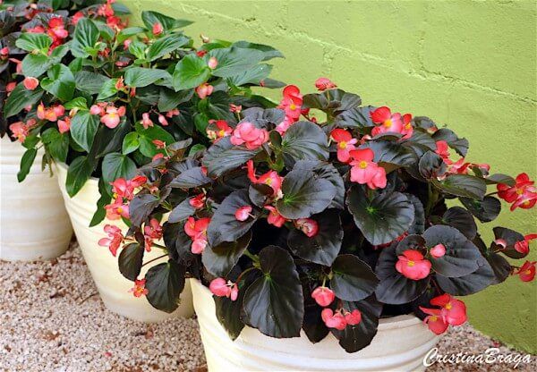 Begonia Elatior: Características, Como Cuidar, Mudas e Fotos | Mundo  Ecologia