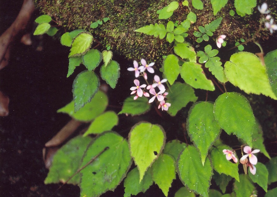 Begonia Erminea