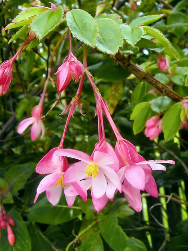 Begonia Fuchsioides