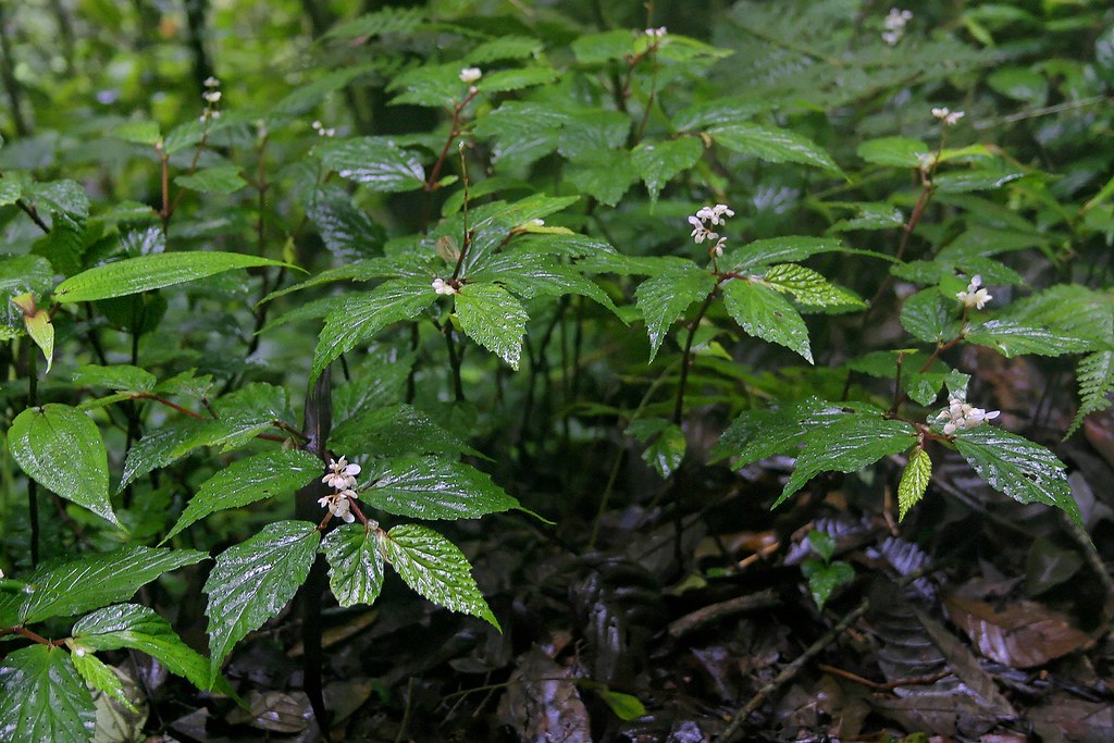 Begonia Fuscisetosa