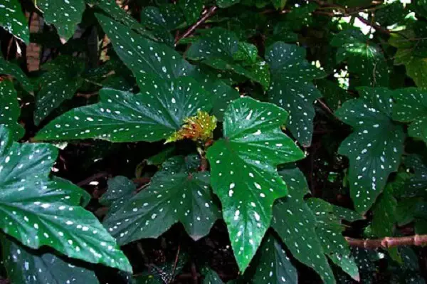 Begonia Metálica