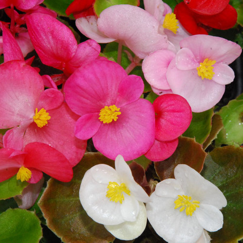 Begonia Semperflorens