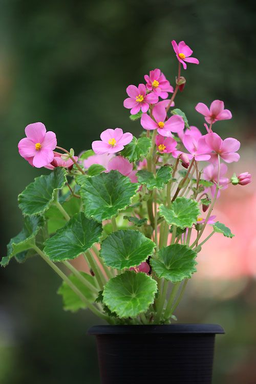 Begonia Socotrana