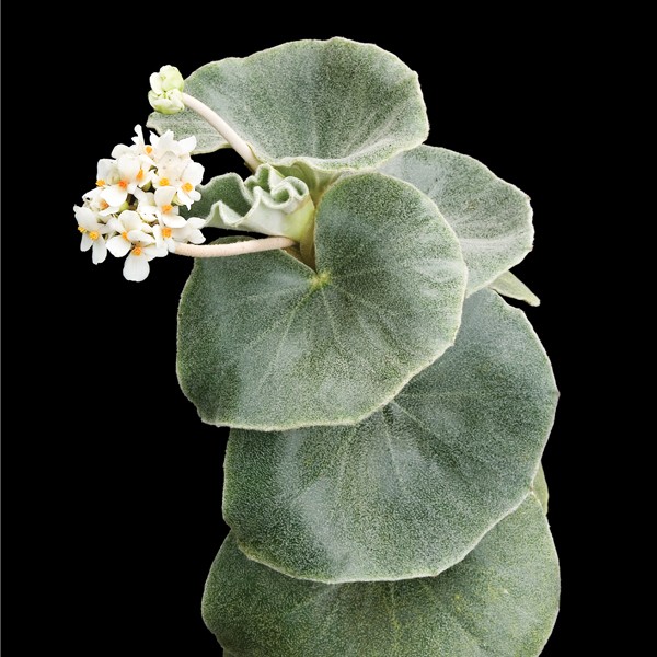 Begonia Venosa