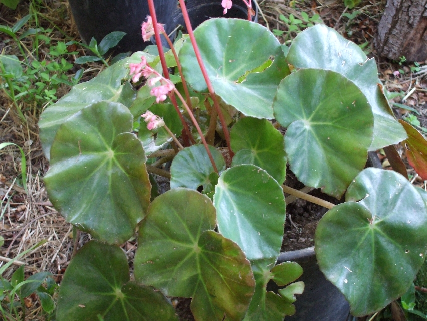 Begonia x Feastii