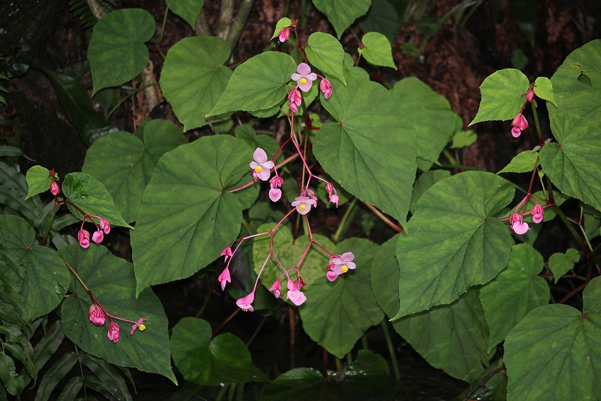 Begônia Cucullata: Caracteristicas, Como Cuidar, Mudas e Fotos