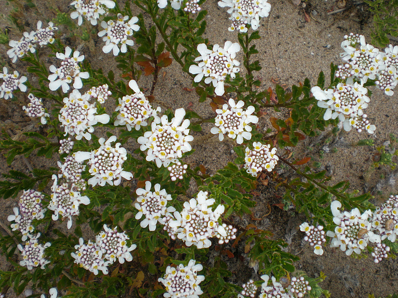 Benefícios da Iberis e Candytuft