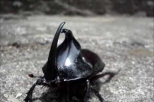 Besouro Escaravelho Andando no Chão