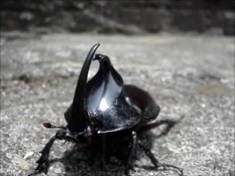 Besouro Escaravelho Andando no Chão