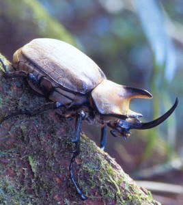 Besouro veado japonês chamado no japão kuwagata mushi