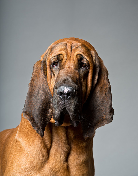 Bloodhound