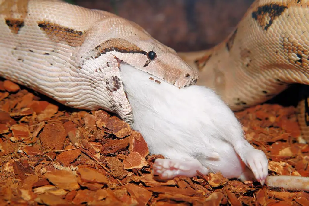 Boa Constrictor Longicauda Comendo um Rato Branco