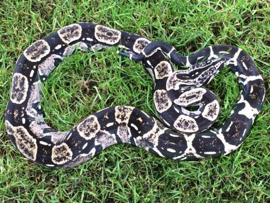 Boa Constrictor Longicauda Enrolada na Grama